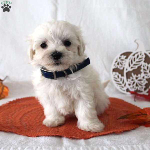 Royal, Maltese Puppy